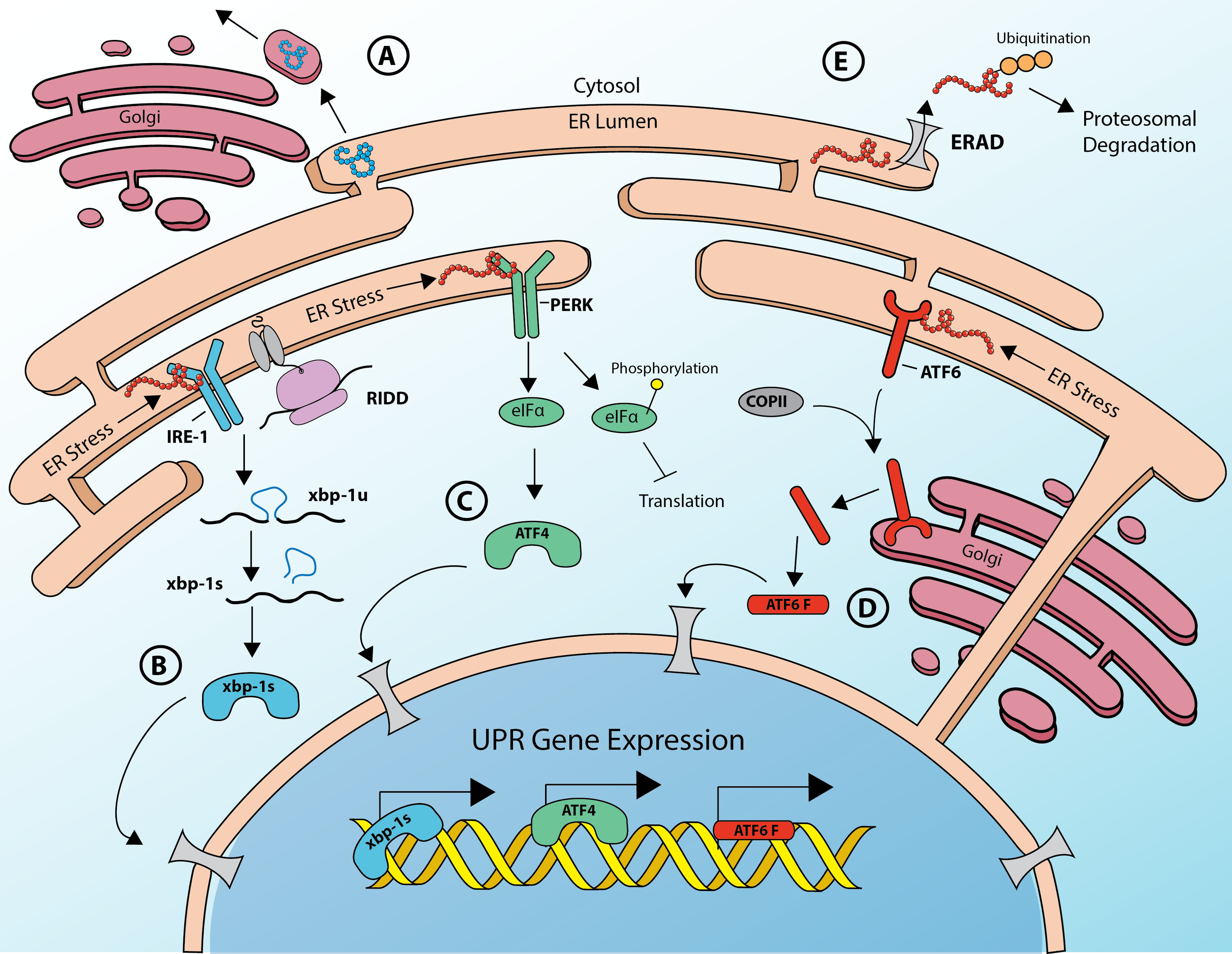 The Unfolded Protein Response of the Endoplasmic Reticulum