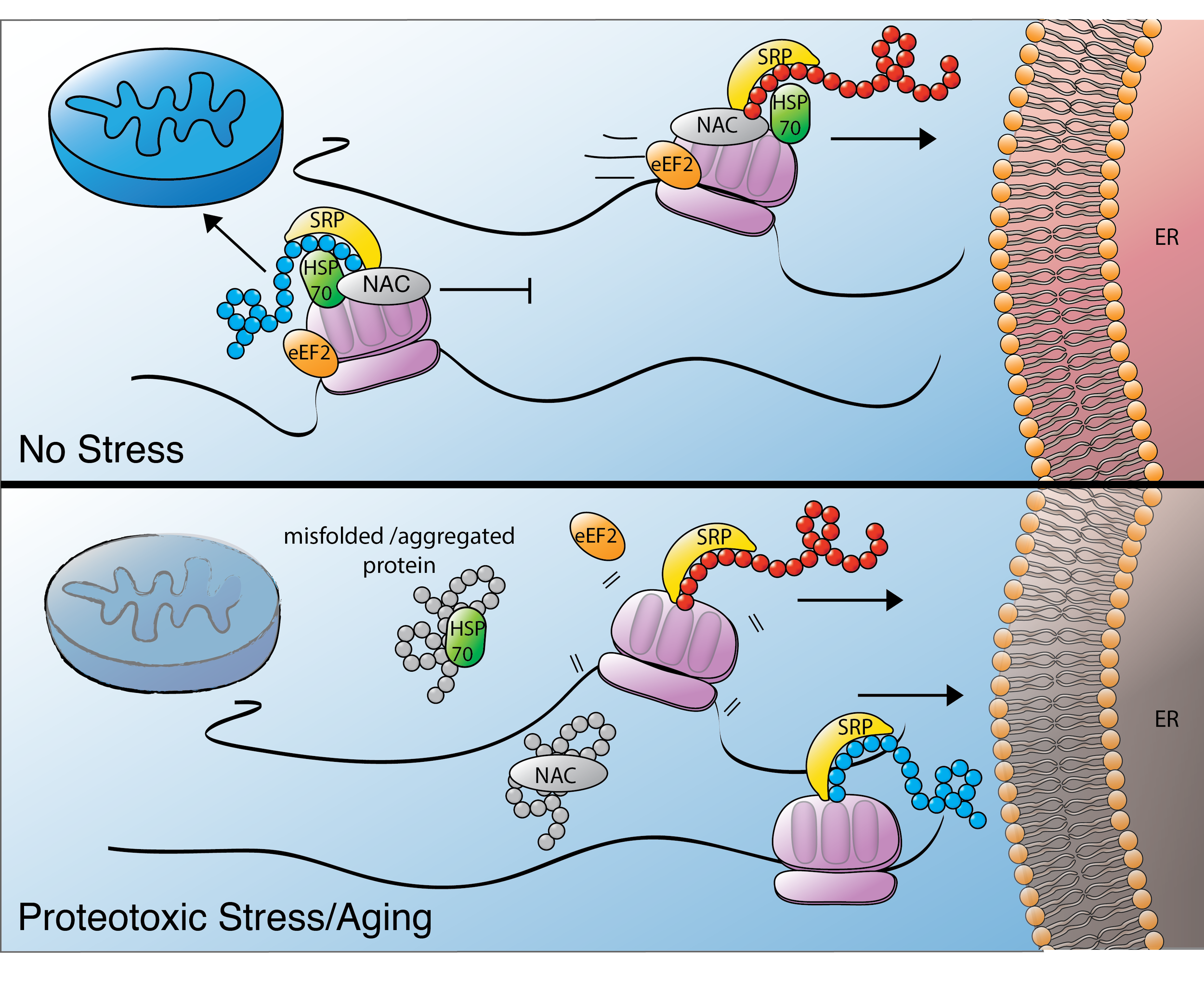 Post-initiation Translational Regulation