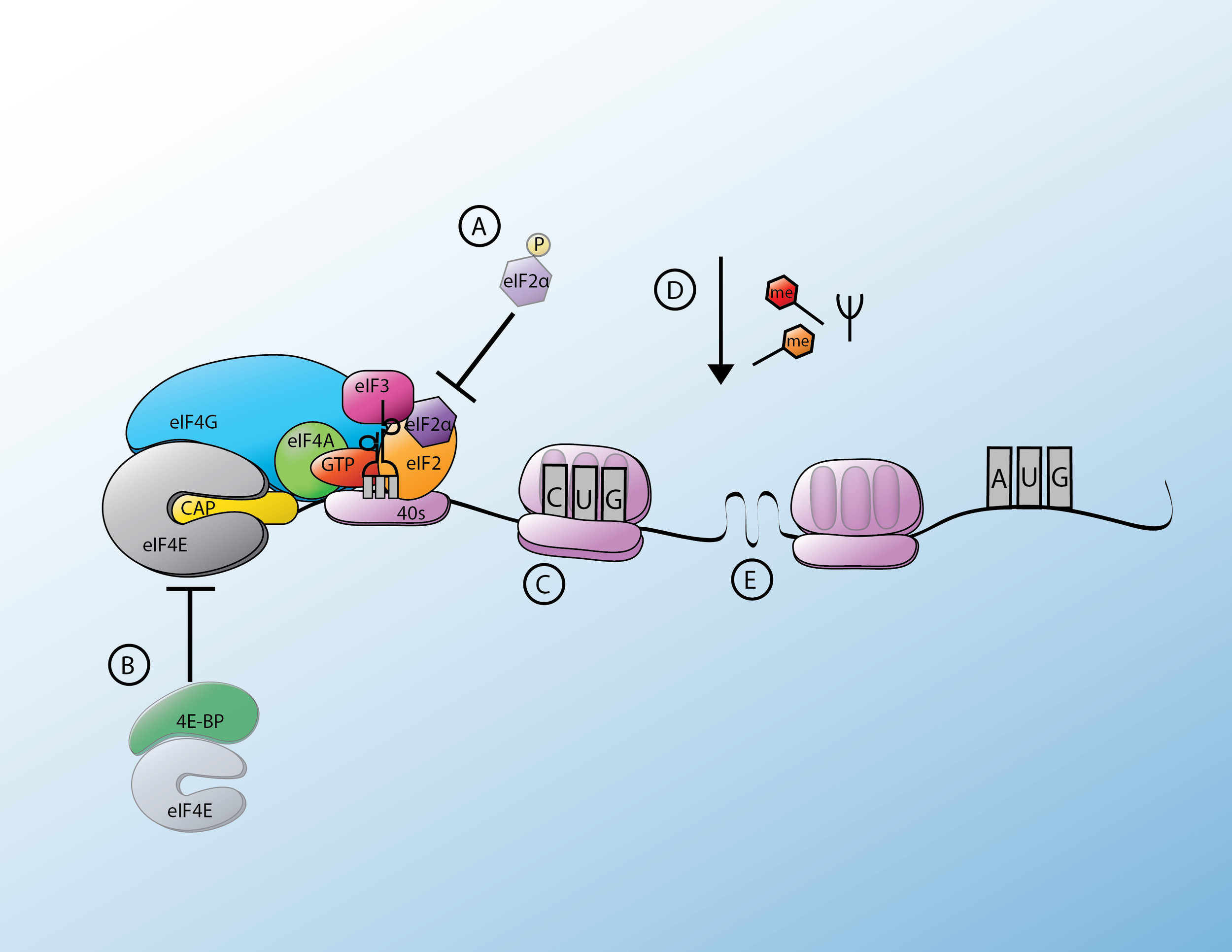 Conserved Stress Response Pathways Alter Translation Initiation