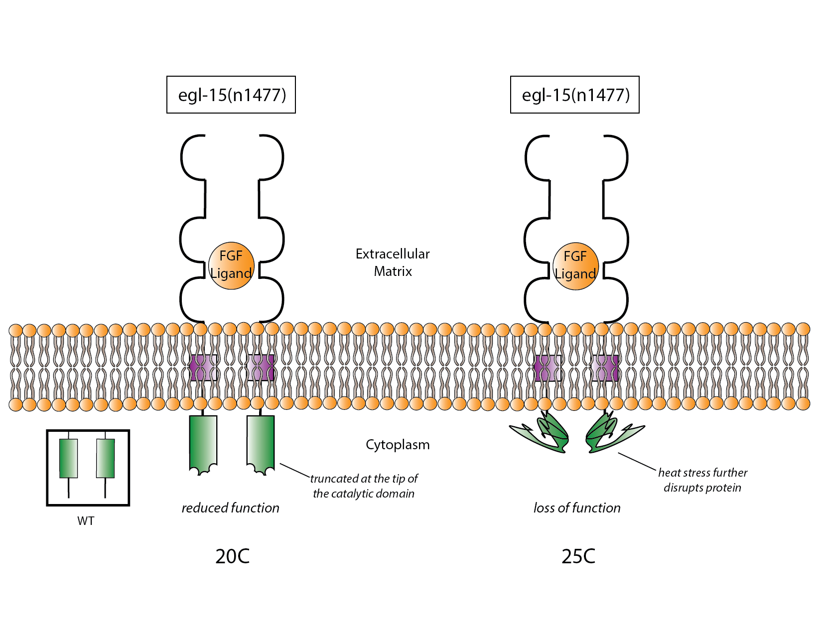 Protein conformational changes of a temperature sensitive mutant