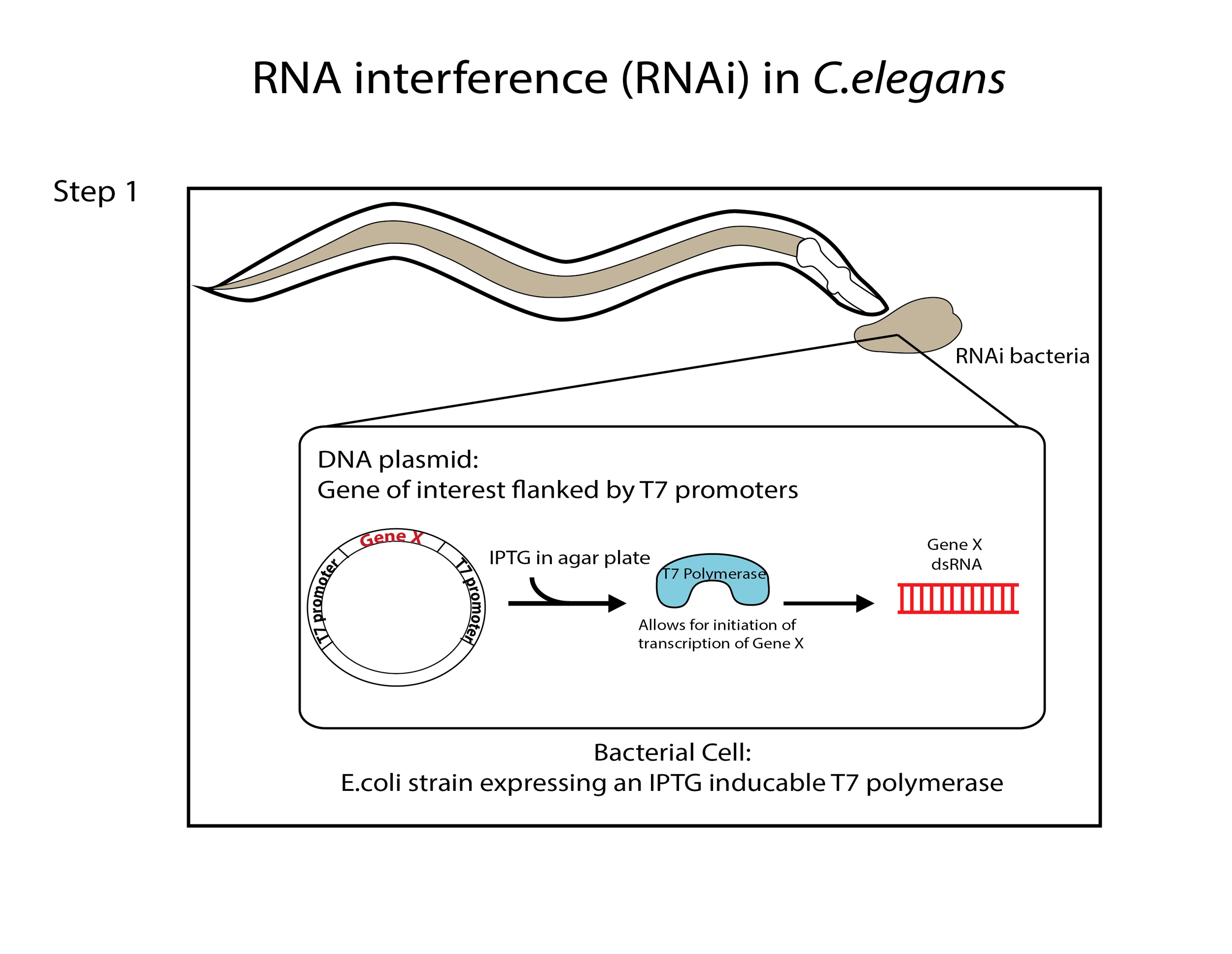 RNAi in C.elegans Part I