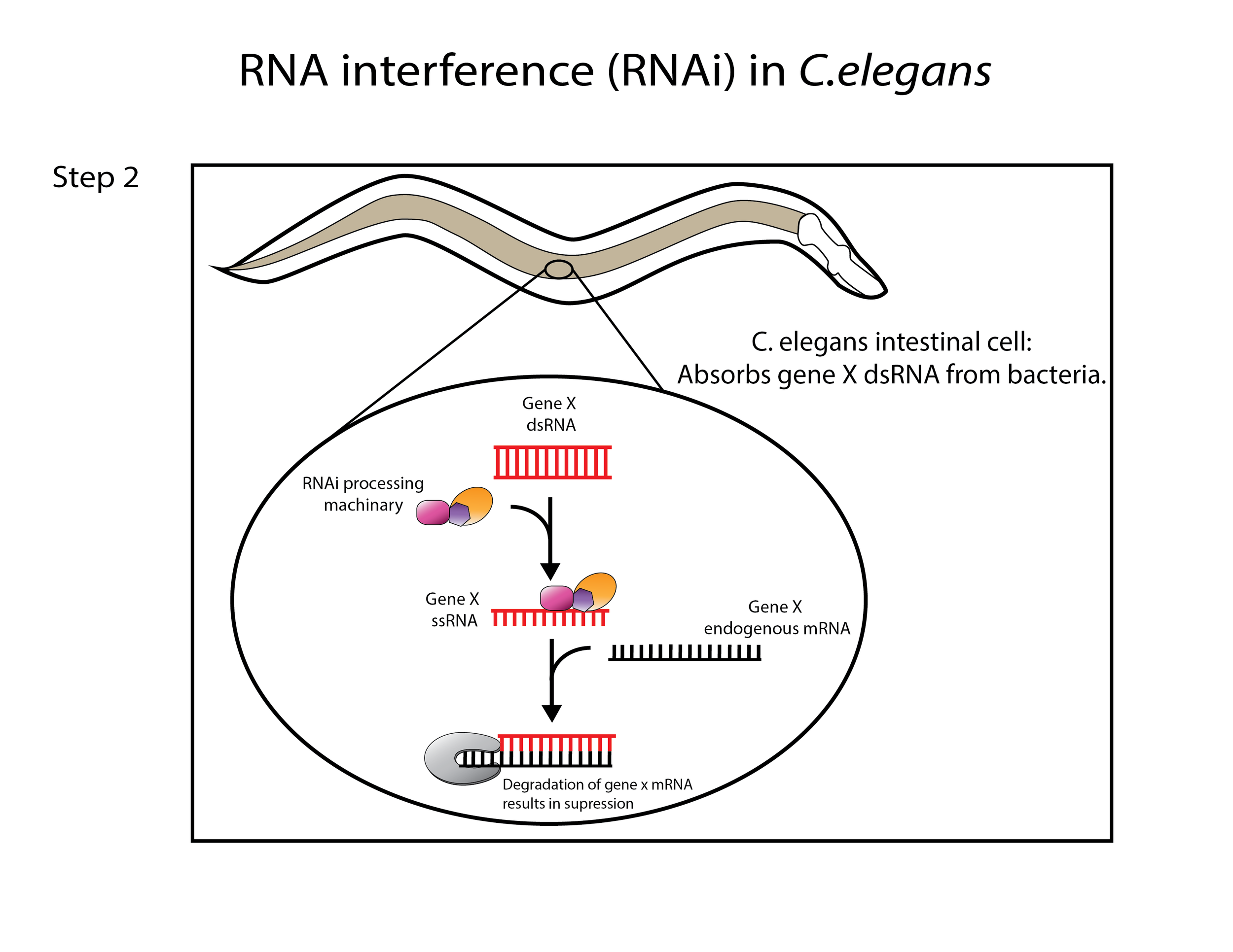 RNAi in C.elegans Part II