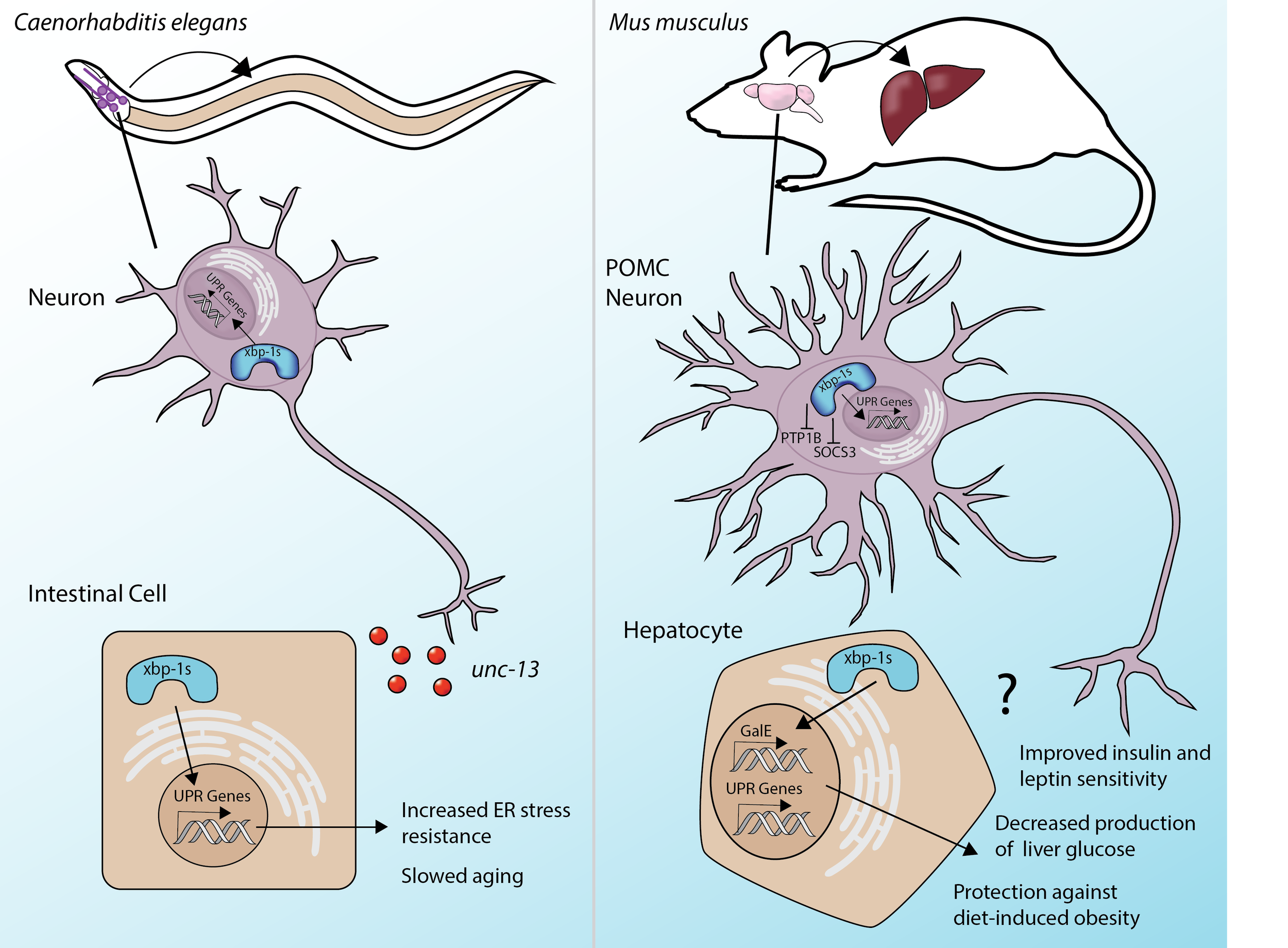 Cell Non-Autonomous Communication of UPRER