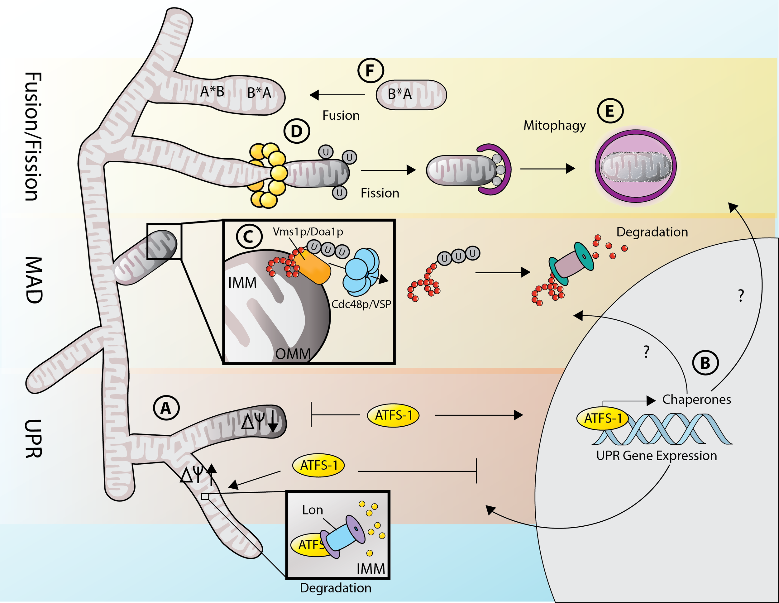 How Cells Deal with Mitochondrial Stress