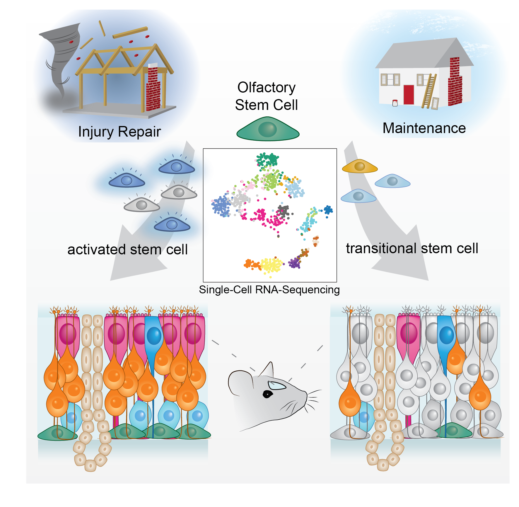 Transient Olfactory Stem Cell States