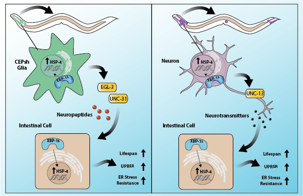 Glial UPR Signaling in C.elegans