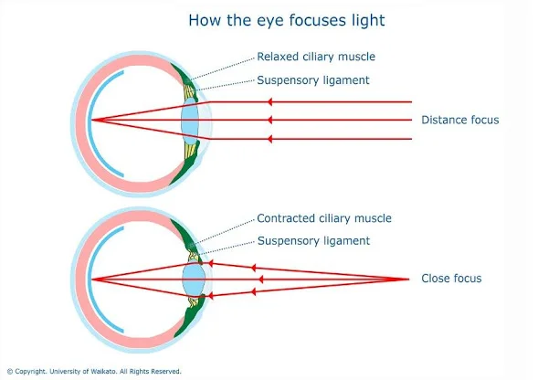Eye Focus.jpg