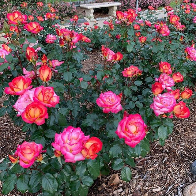 Chemo ran long yesterday so I walked through the cancer hospital rose garden. I sat with Mary and her Easter Bunny for a while. I assumed the guy down the path would be Jesus Himself but it turned out to be Pope John Paul II. Lots of the roses are fo