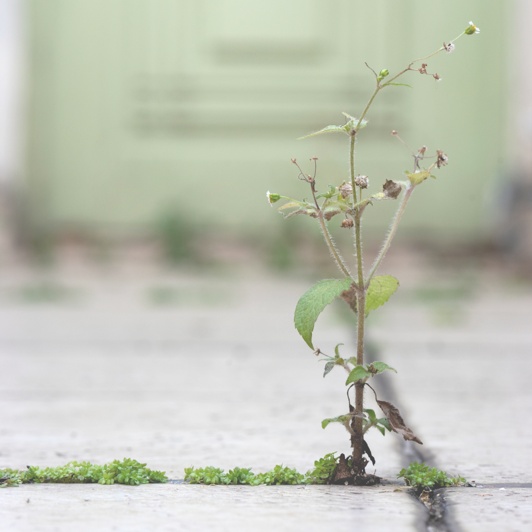 Image_Walking as Learning to See.png