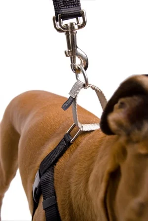 boxerharnessclose.jpg