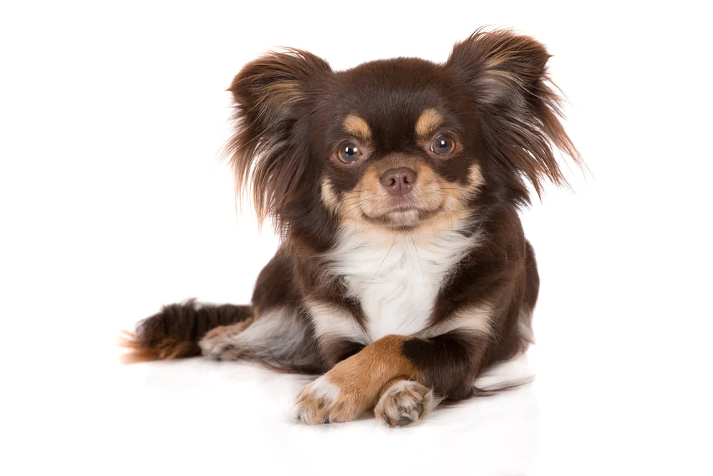 Small Dog Grooming in Bergen County NJ at Fur the Love of Pets in Oradell New Jersey