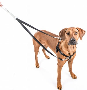Dog Leashes and Harnesses in Bergen County NJ
