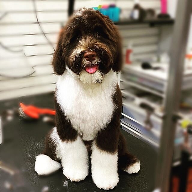 First groom successful! 🐾
.
.
.

#portugesewaterdog #pwd #dogsofinstagram #portie #portiesofinstagram #pwdsofinstagram #dog #portuguesewaterdog #pwdpuppy #pwds #puppy #puppylove #dogoftheday #dogstagram #happy #love #doggroomingsalon #cagefreegroomi