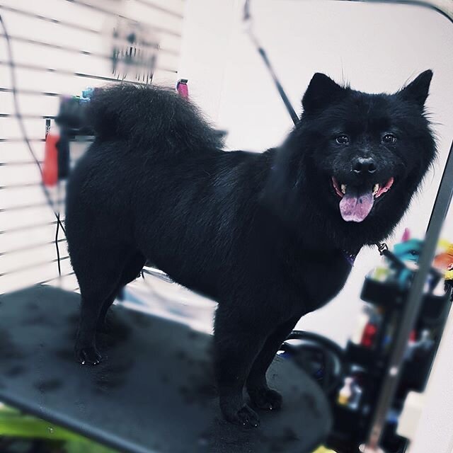 Midnight 🕛!...🐾
.
.
.

#chowchow #dog #dogsofinstagram #chowchowpuppy #chow #instadog #chowchowbrasil #chowchowlife #chowchowlovers #cute #love #chowchowbear #chowchowbr #dogoftheday #chowchowlover #chowchowmix #blackchowchow #love #happy #cagefree