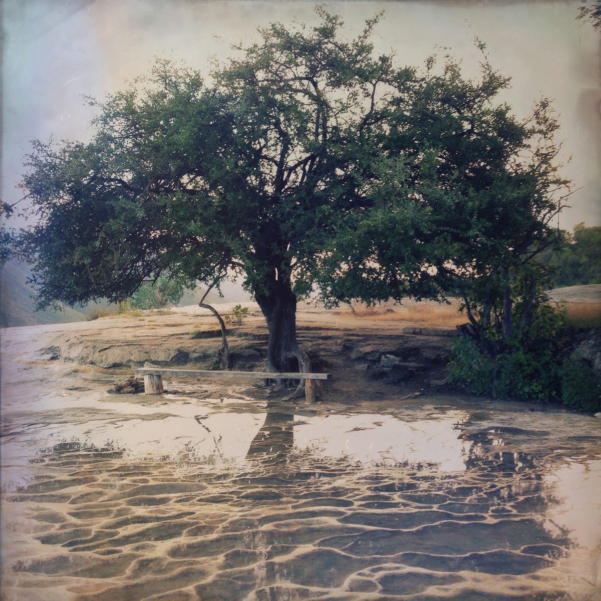 OaxacaTree.jpg