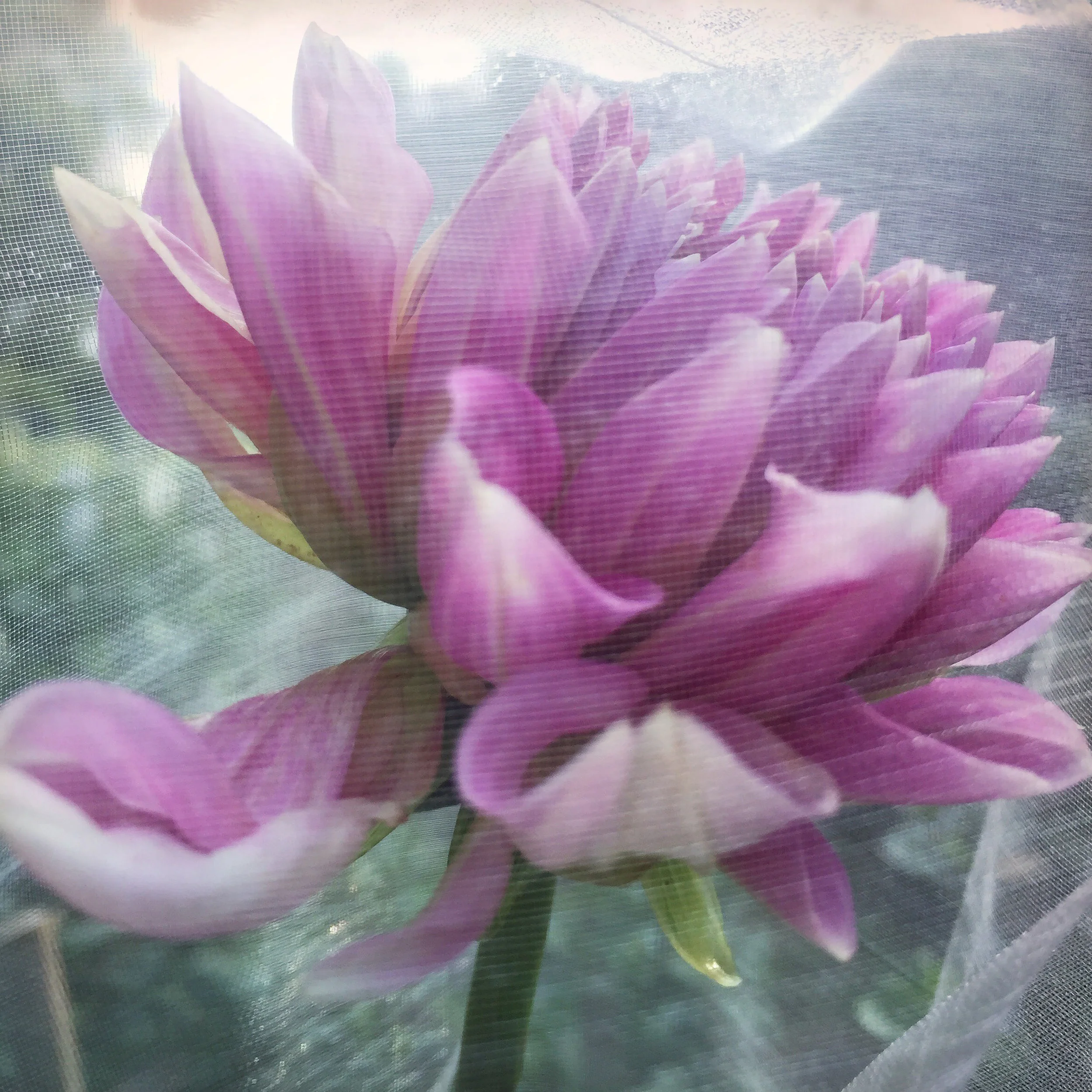 PurpleDahliaInNetting.jpg