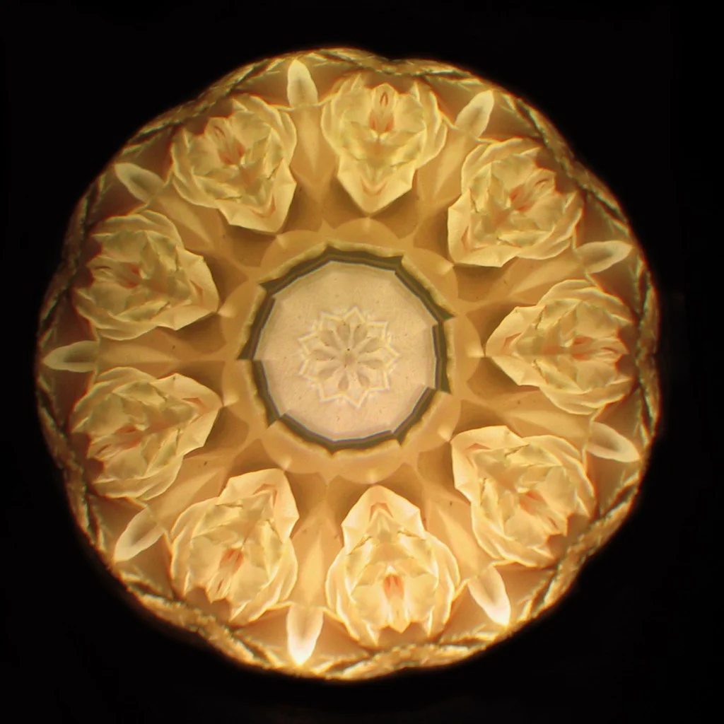 "for the roses had the look of flowers that are looked at..."