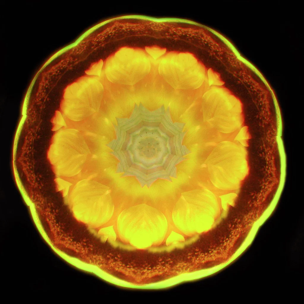 "and I saw again, September sunflower petals... intense yellow flames"