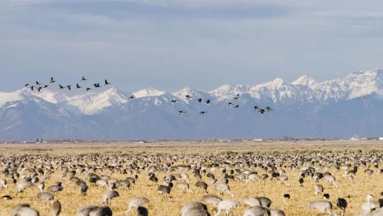 Credit to: http://www.colorado.com/cities-and-towns/monte-vista