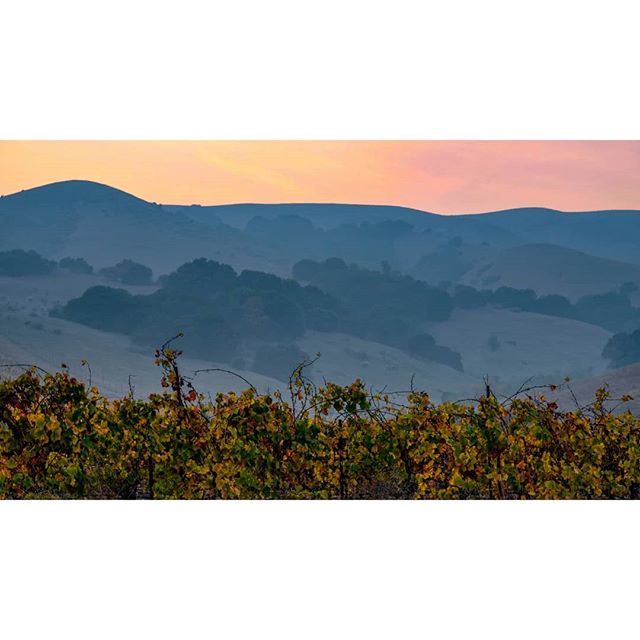 Sonoma, California vineyard blanketed with smokey skies. November 18, 2018