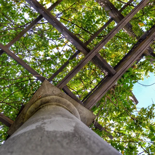 stock-photo-nature-green-lookingup-425019a9-53fc-4332-9a5c-844531ca6666.jpg