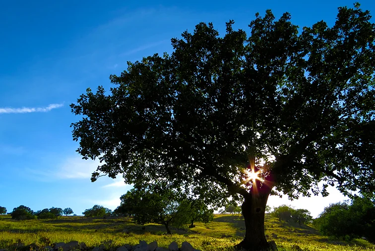 Tree.jpg