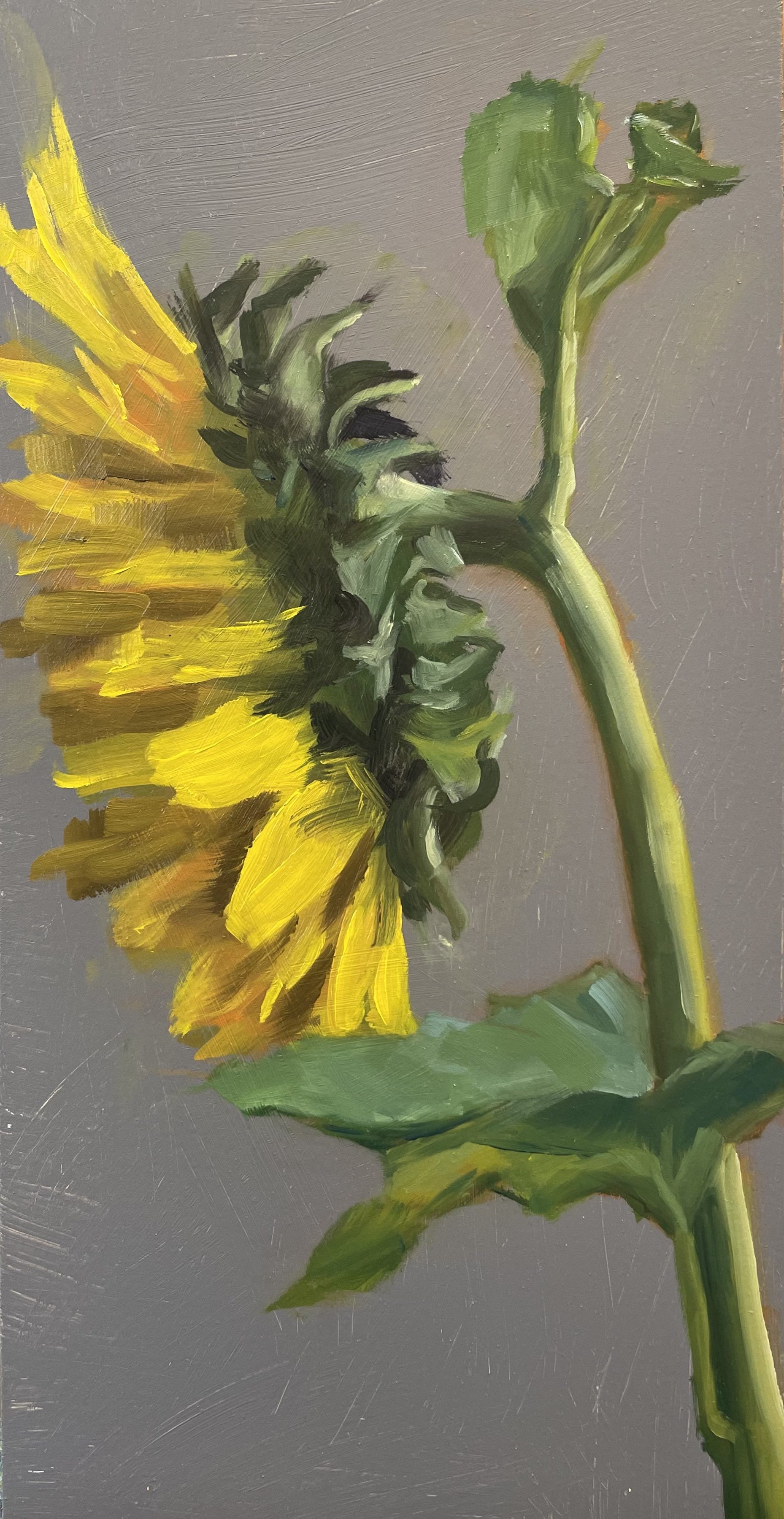 Garden Sunflower 1 