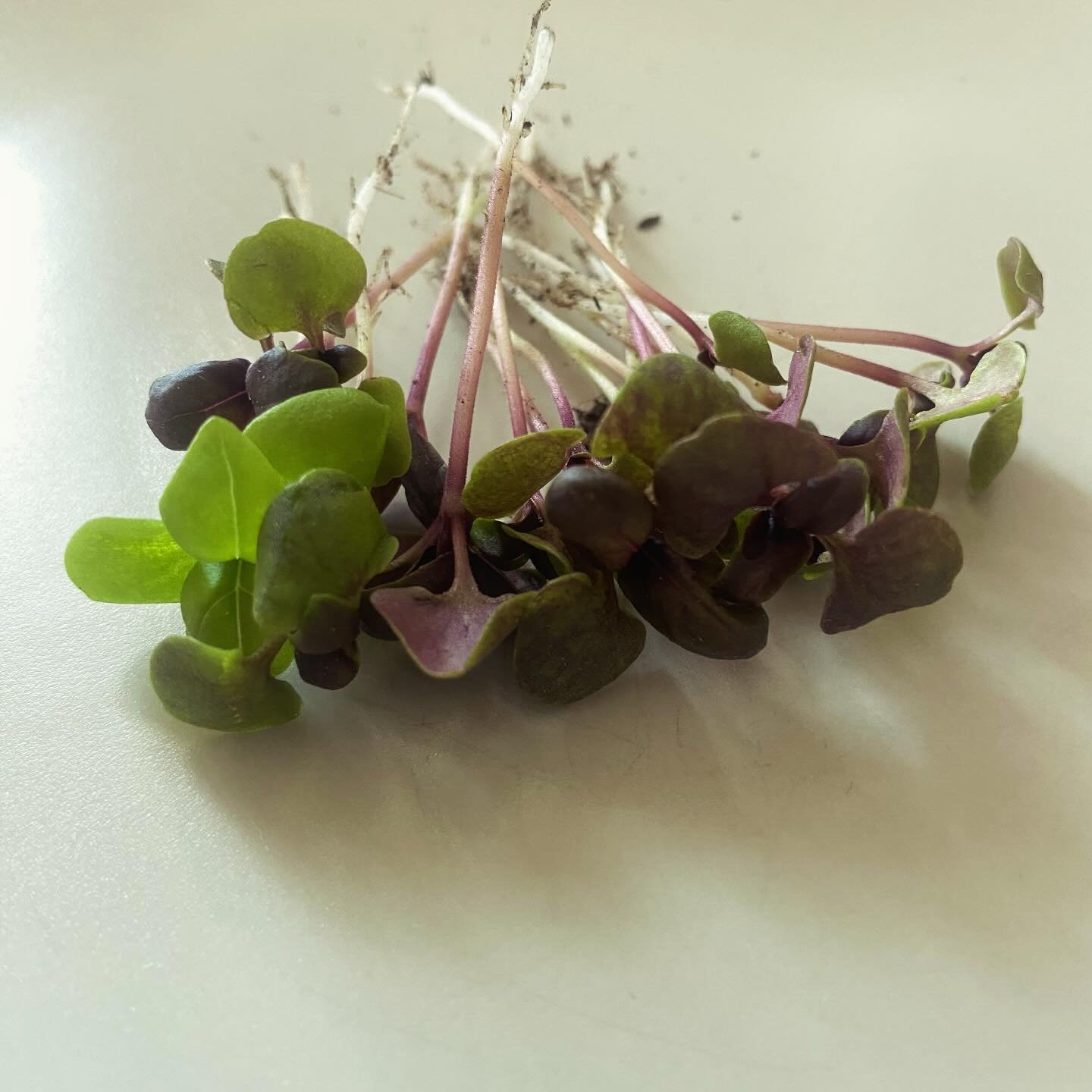 🌱 Just thinned out my ickle Purple Basil seedlings&hellip;

The &lsquo;thinnings&rsquo; are gonna be super tasty in tonight&rsquo;s pesto pasta!!! 🌿 

 #GrowYourOwnFood