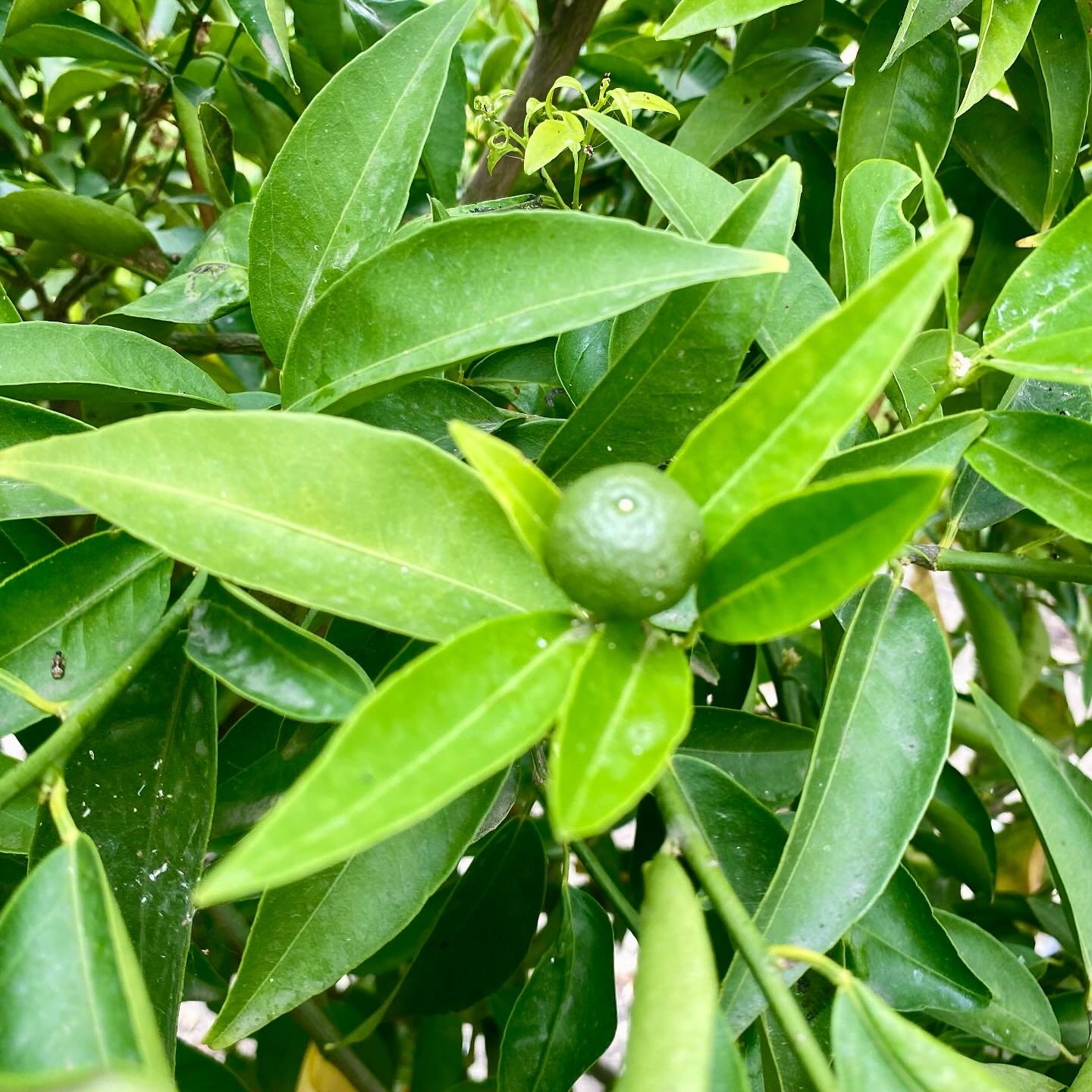 Oh my darling
Oh my darling
Oh my darling Clementine

Soon!!!! 🍊