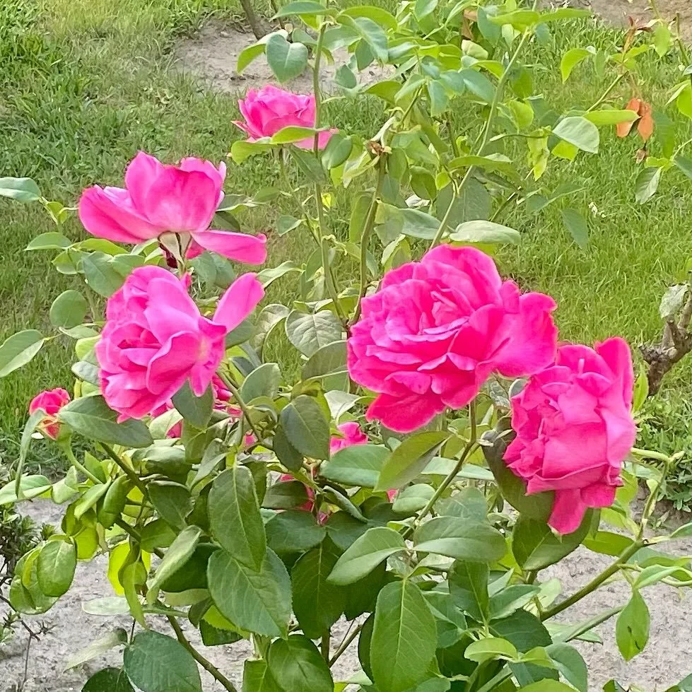 π± One of the absolute joys of exploring a new place? 
Turning a corner and bam - spotting a burst of unexpected colour - a hidden gem tucked into someone’s front garden. 
You never know what treasures are waiting just around the bend!
#Pont