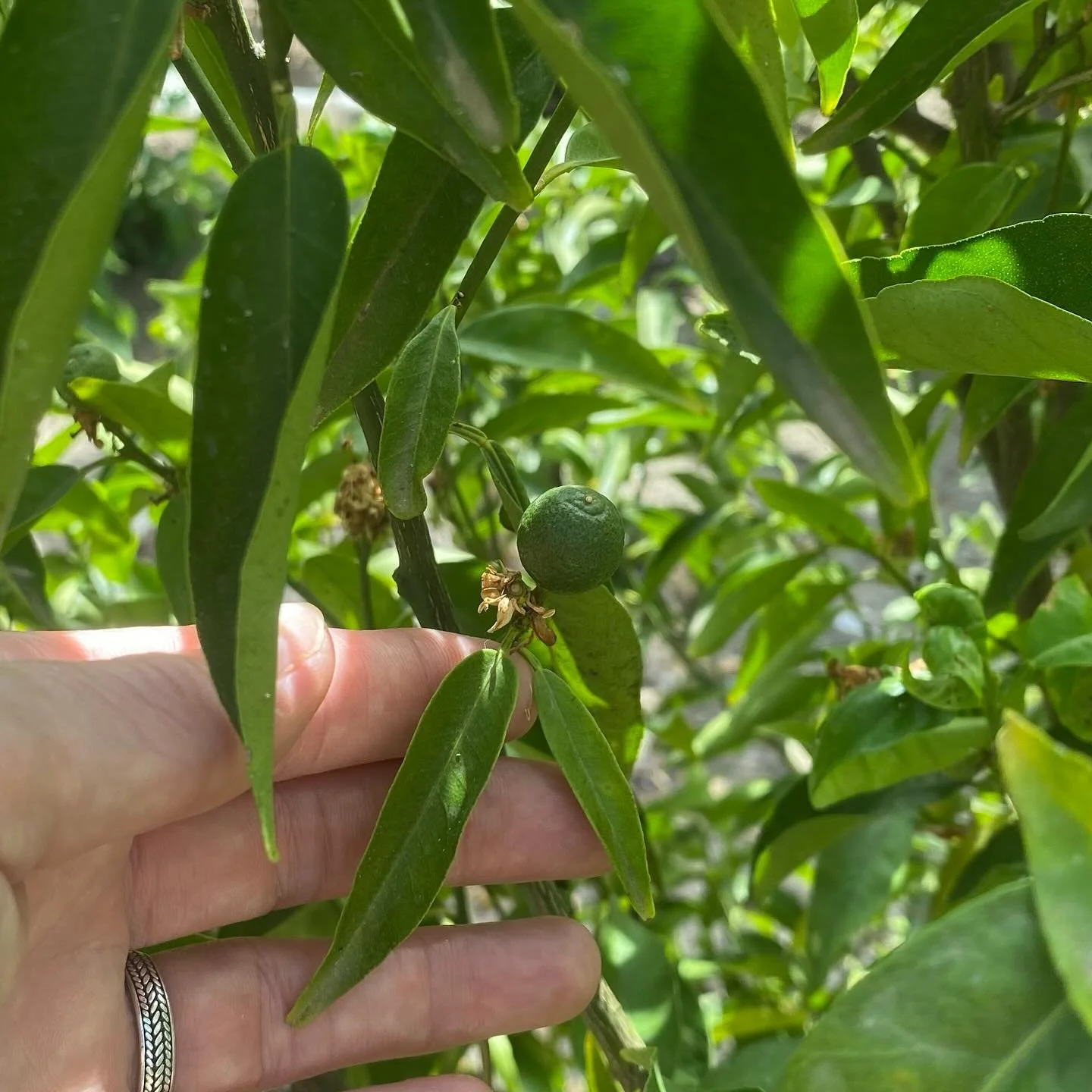 Spotting baby fruits growing is always SO exciting!!!! 
#clementine