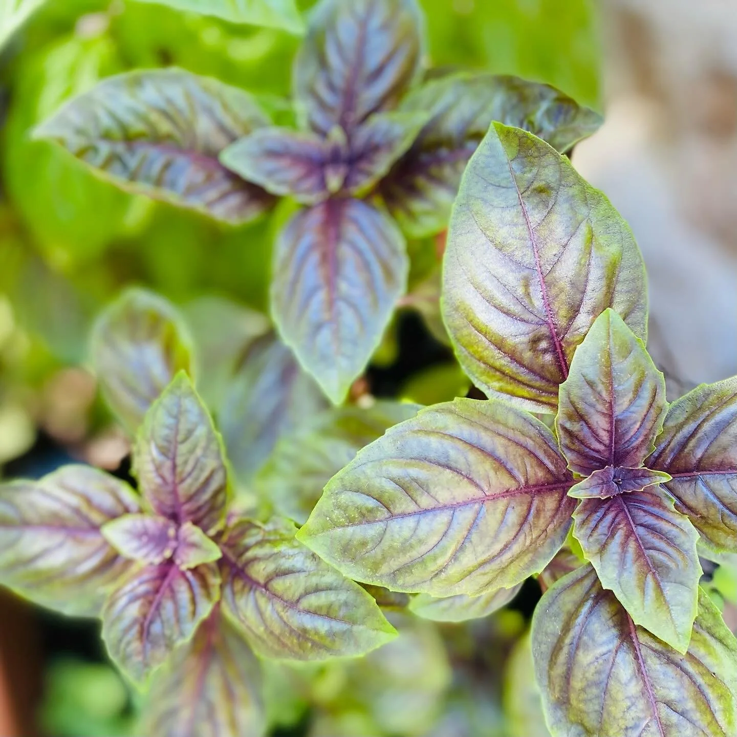 π± πΏβ¨ My herb garden is thriving this summer - not sure how lol π 
Purple basil, mint & oregano filling the air with the most gorgeous aroma. 
Can’t wait to start cooking with these beauties! ππ
Or maybe throw the mint in a Mojito π