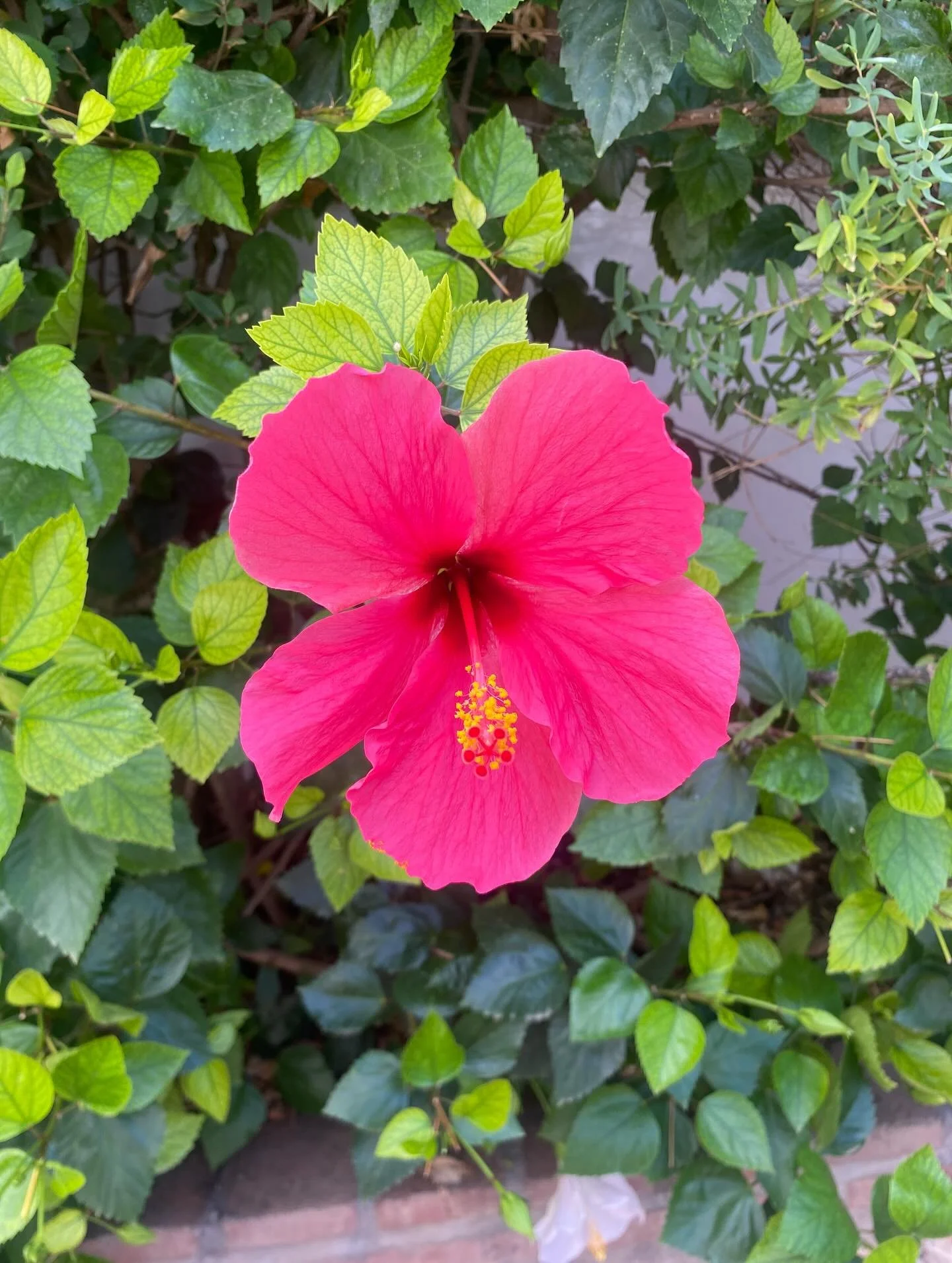 September Hibiscus in full bloom. Beautiful