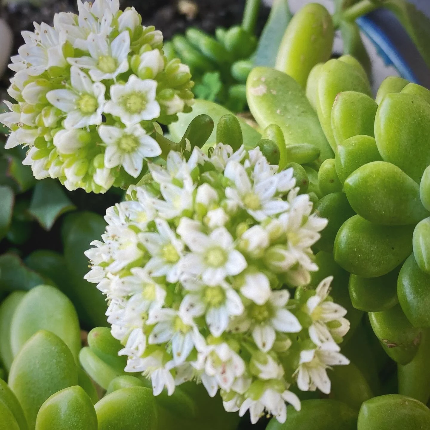 🌱 These succulent flowers are just so beautifully delicate&hellip;

I can&rsquo;t stop looking at them&hellip;

Which is brill, because otherwise I&rsquo;d be doing boring housework lol 😂 🧹 🧼 😂