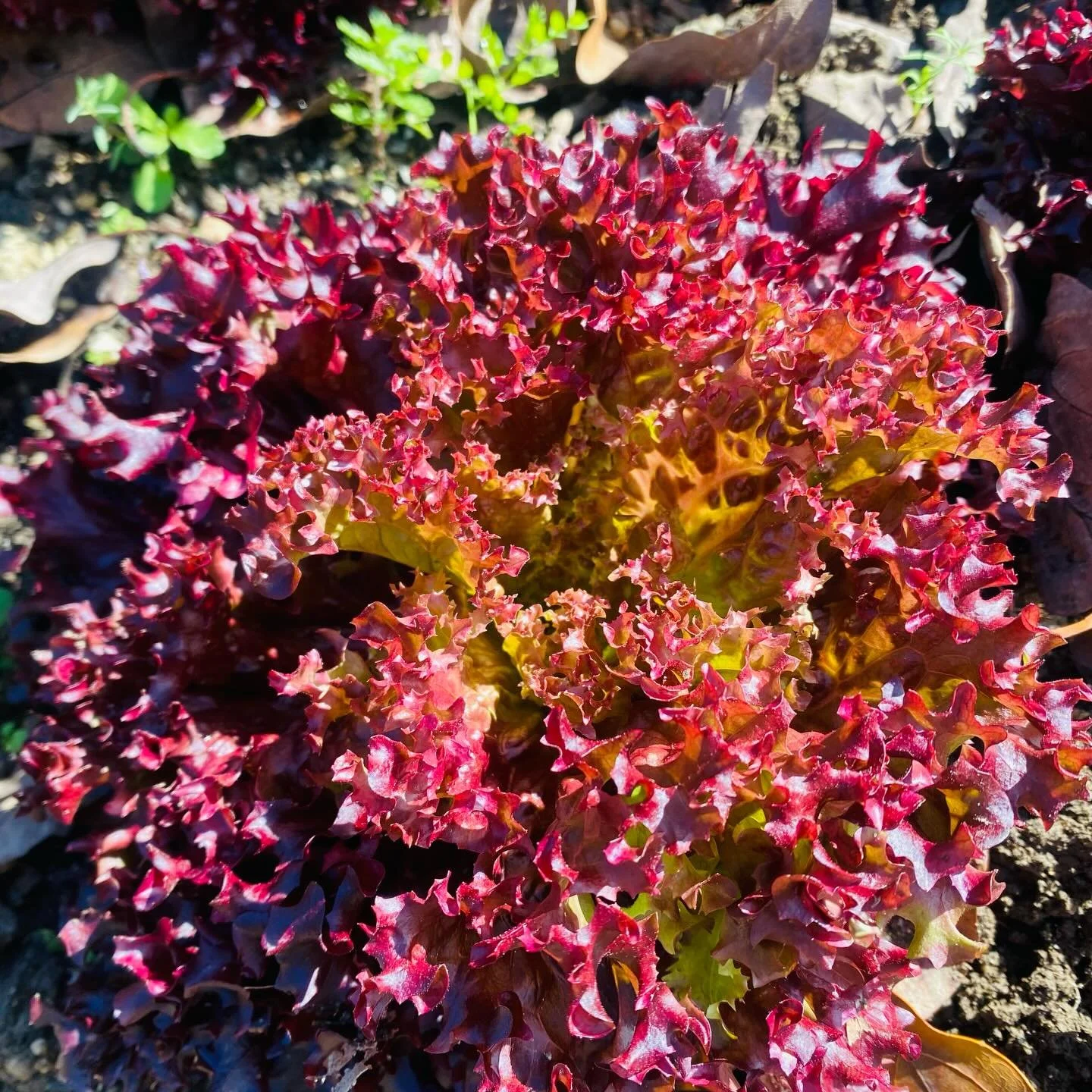 🌱 Finally, a break in the rain&hellip; ☔️ 

Worked in veggie garden for a couple of hours&hellip; 🧑&zwj;🌾 

Lovely&hellip;

And equally lovely pretty little lettuce picked for tonight&rsquo;s dinner&hellip; almost too pretty to eat 🤩

#growyourow