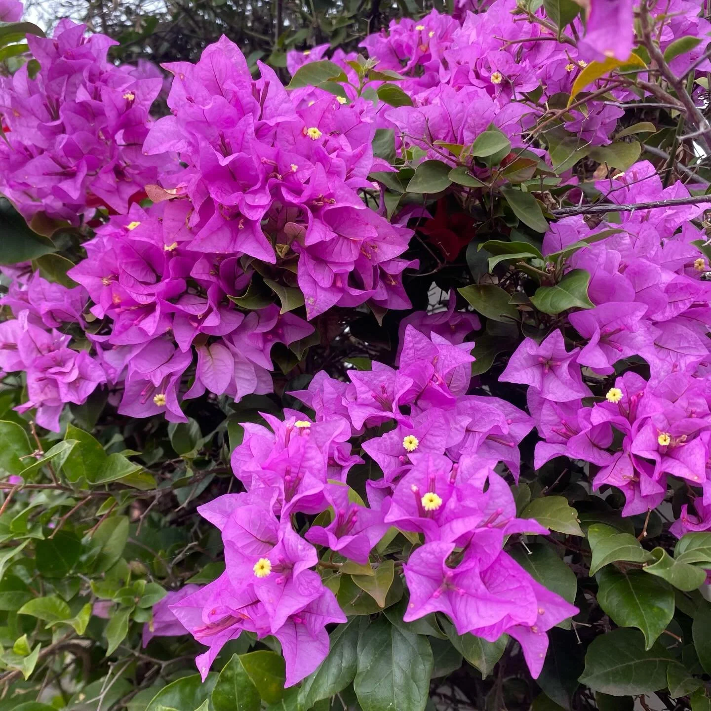 🌱 Beautiful Bougainvillaea spotted on my afternoon walk today&hellip; 

Taking a break from the news&hellip;

Made me stop and smile&hellip;

Hope it makes you smile too :) 

#Gardening  #Andalucia