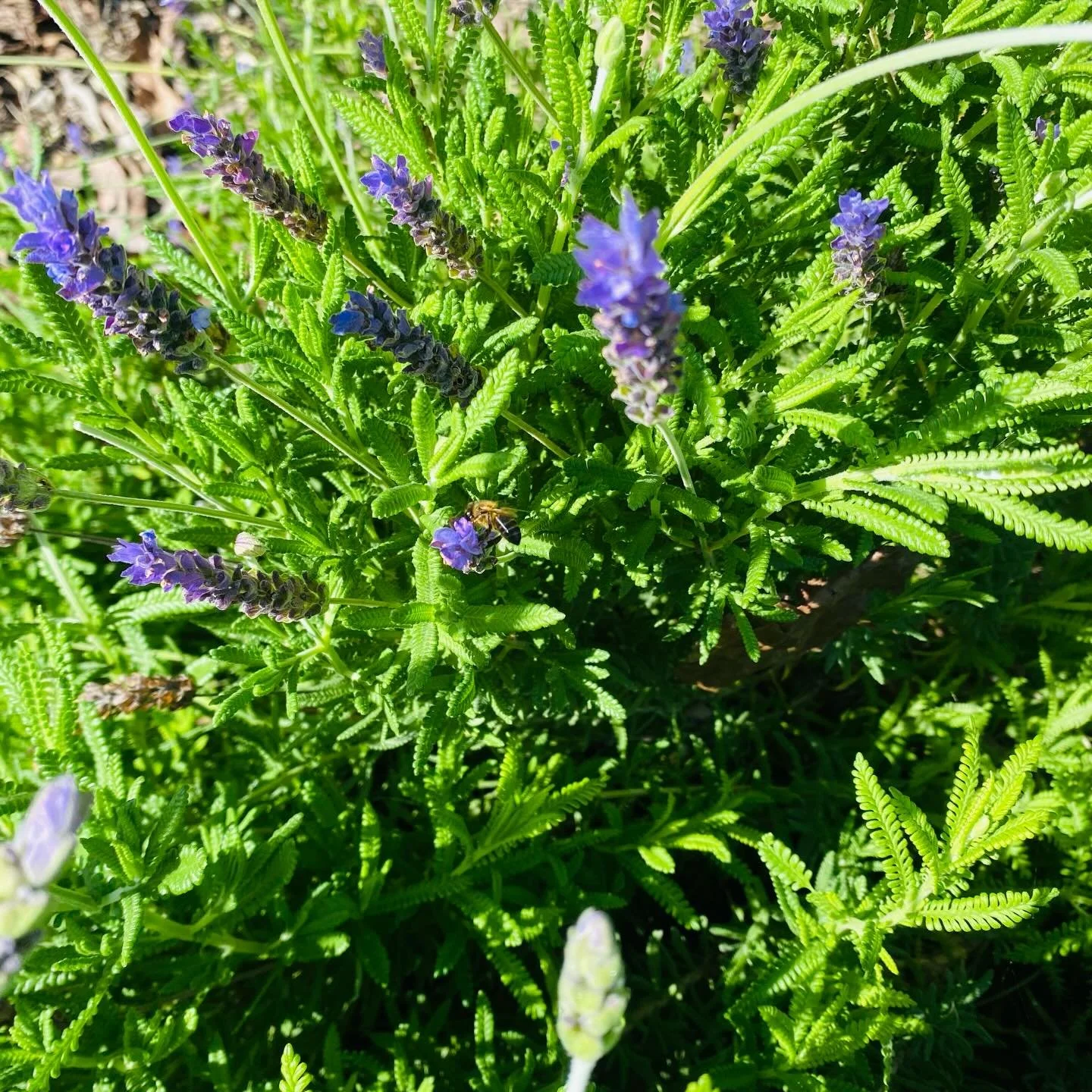 A morning outside in the garden, and I&rsquo;m feeling pretty calm&hellip;

But for all of you who can&rsquo;t get outside or who are battling&hellip;

Some pix with love &hellip; 

From me to you 💕

 #StayStrong