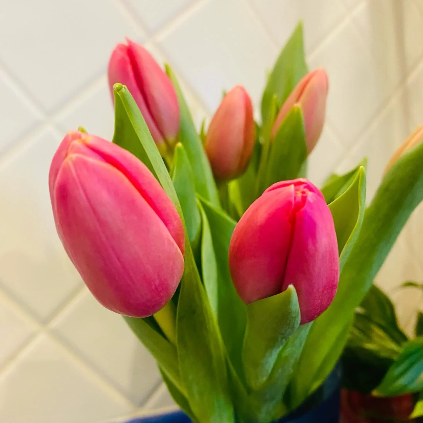 Tulips!! 🌷 Never fail to make me smile :)