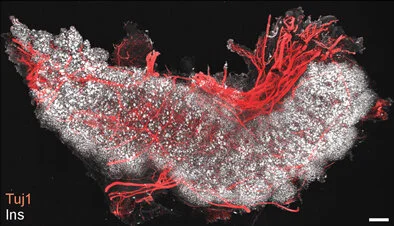 Hsueh et al. 2017, Sci Reports