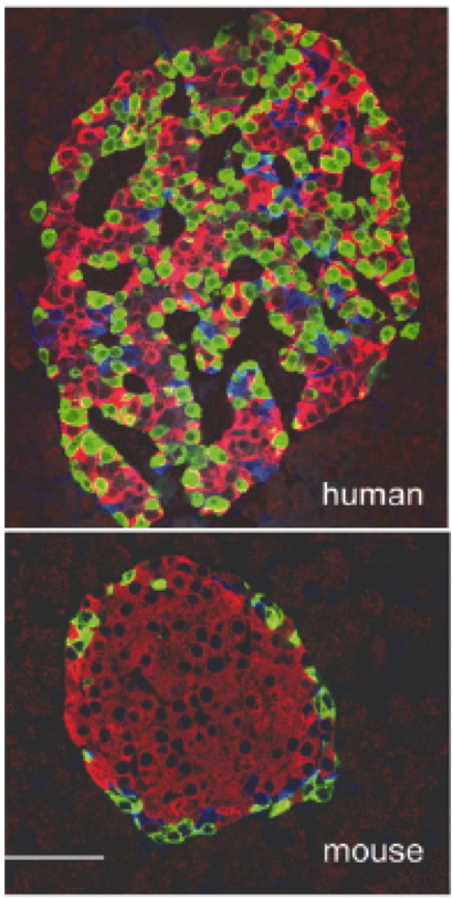 Cabrera et al. 2006, PNAS