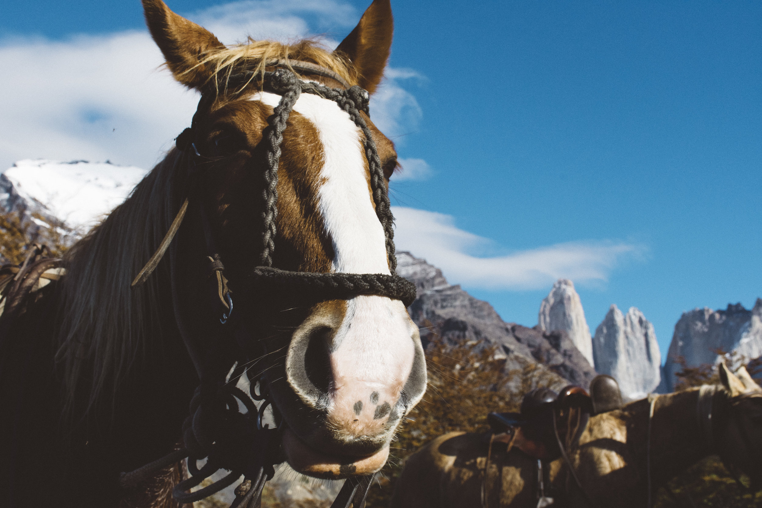 Horses and torres