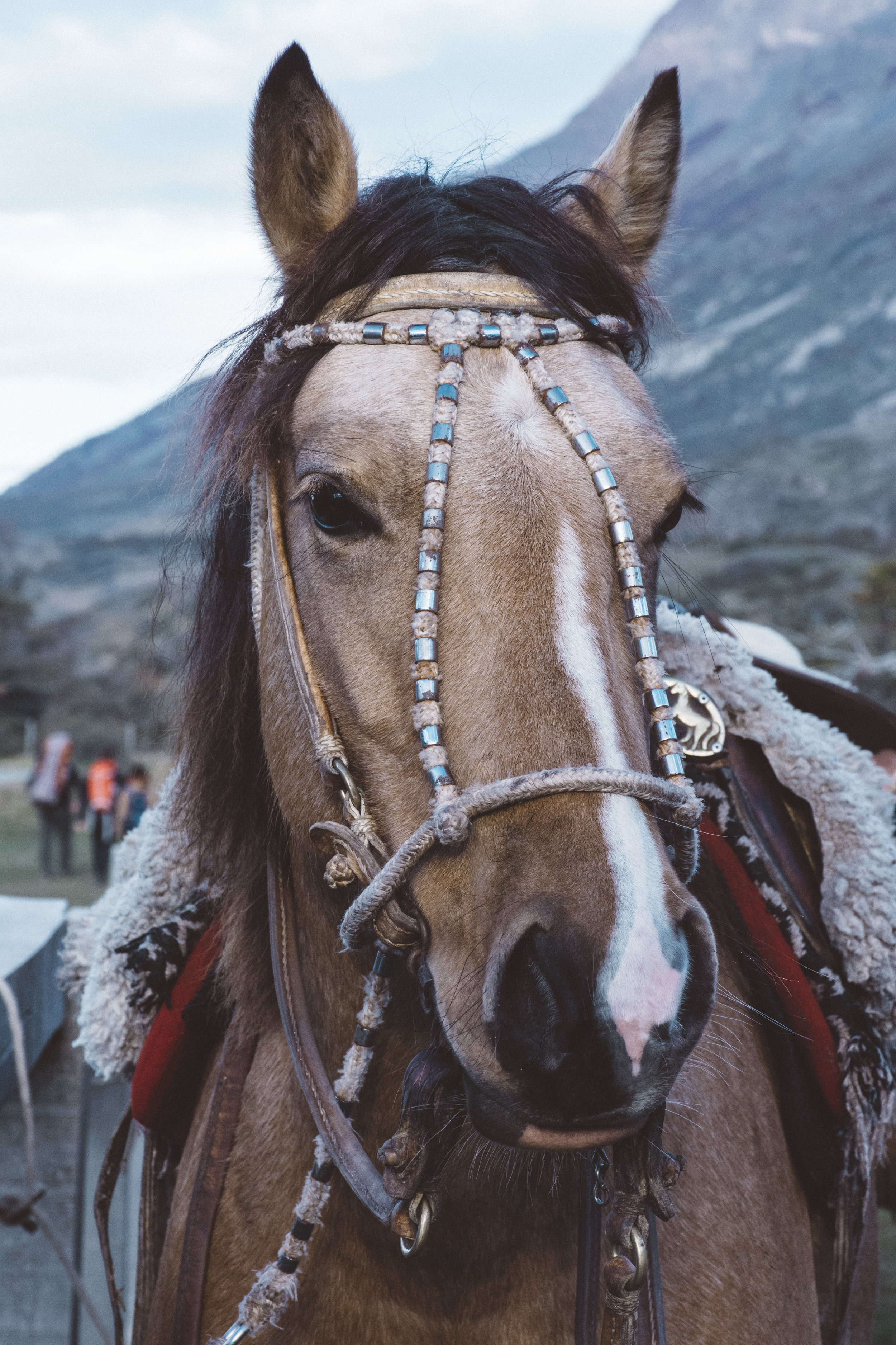 Juan's lovely horse