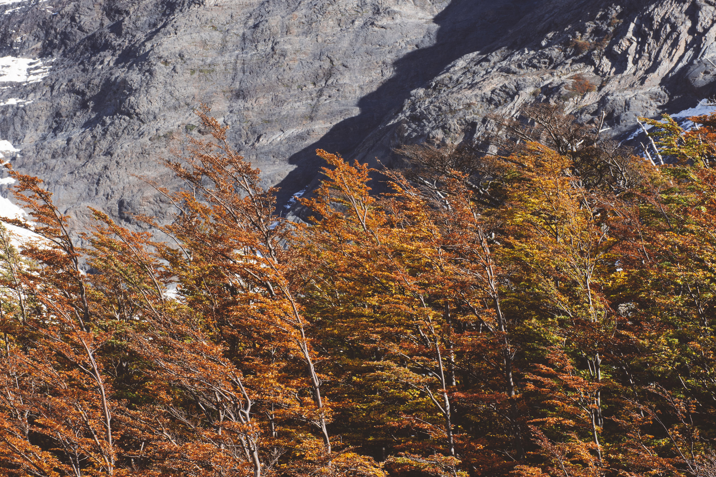 Oh these trees