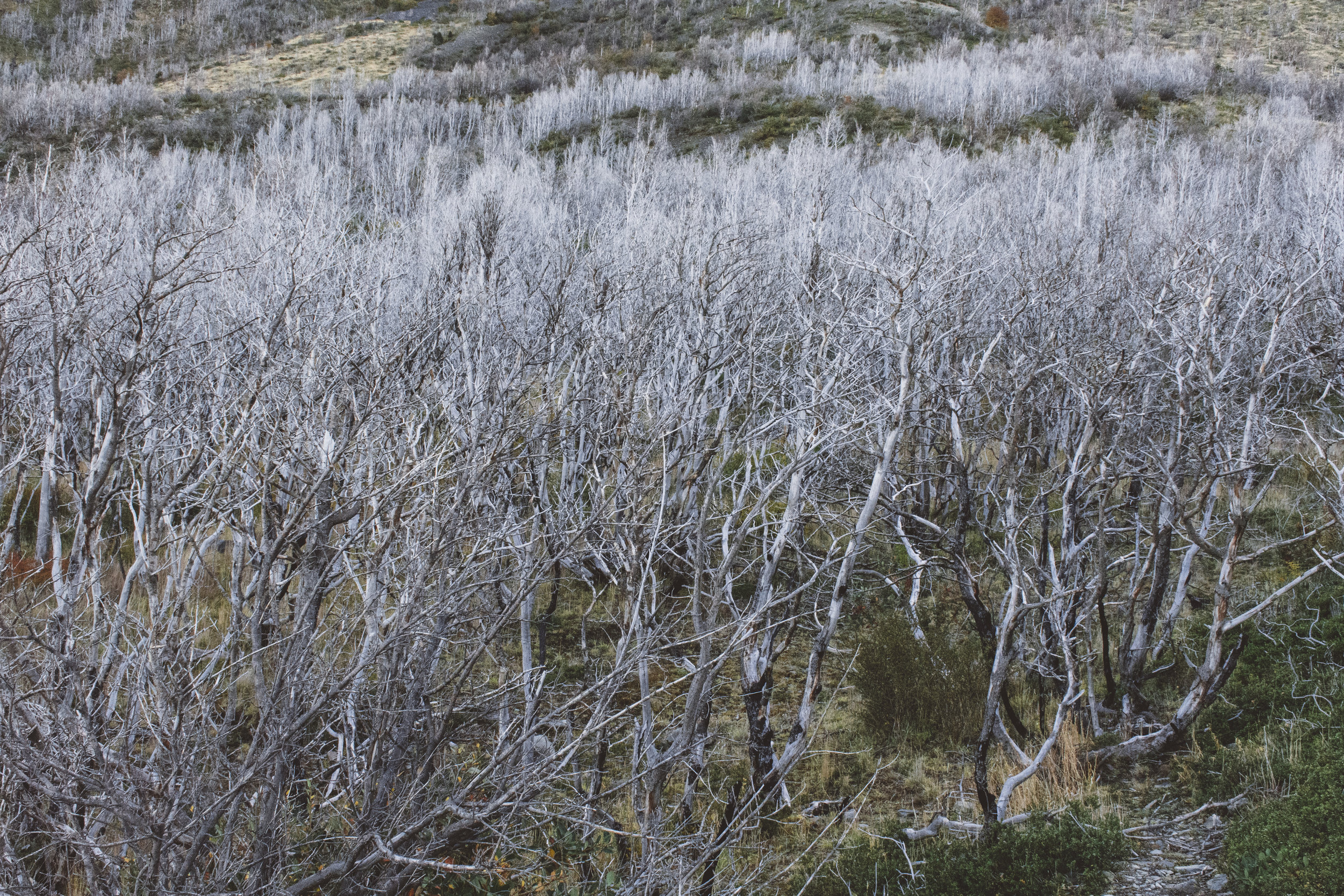 White ash trees