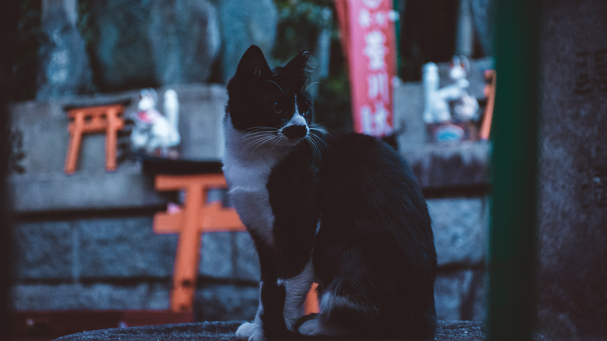 Fushimi Inari. Kyoto.