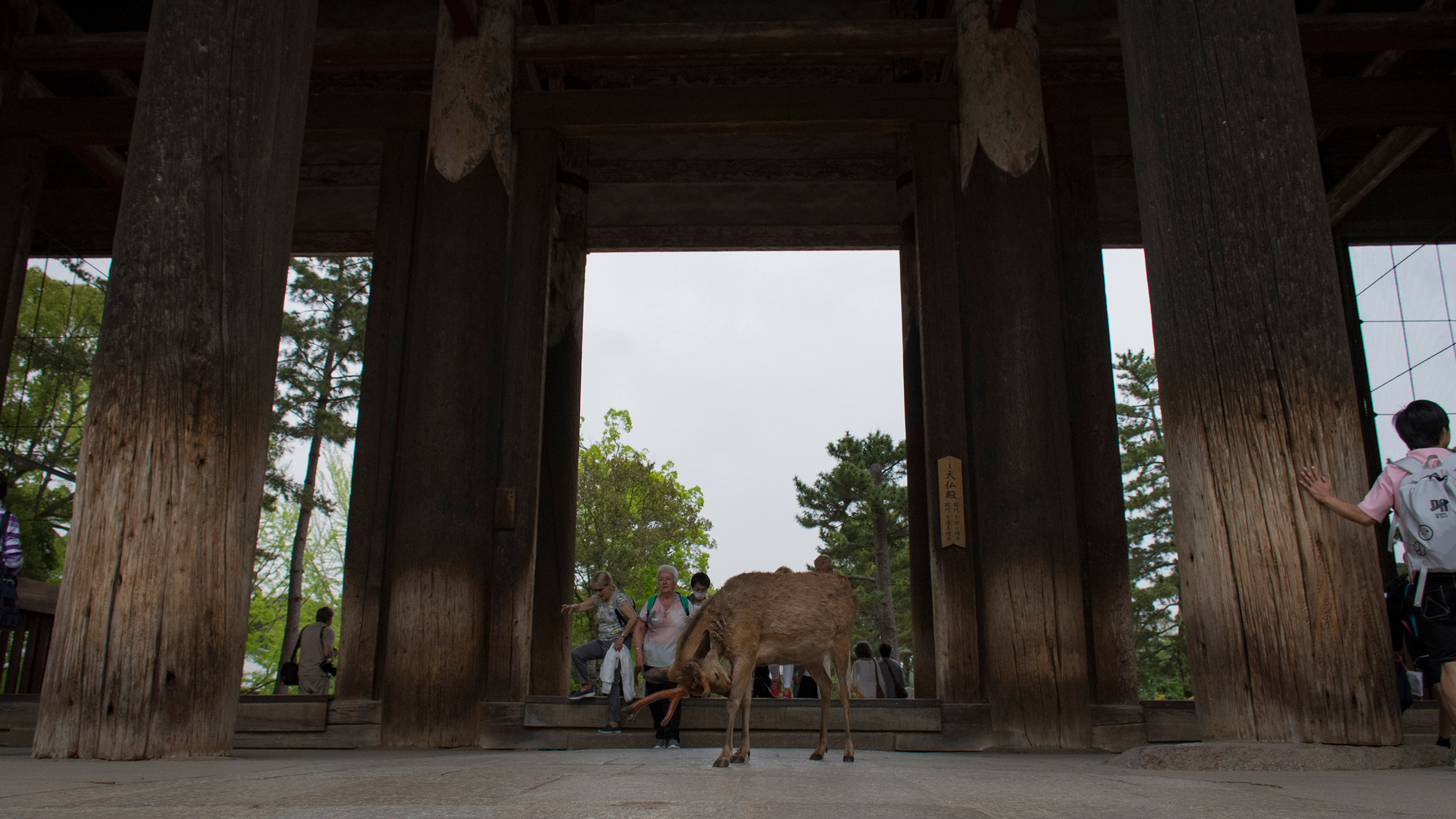 Todai-ji. Nara. The famous wild deer of Nara freely roam the temple (and eat tickets, so, beware..)