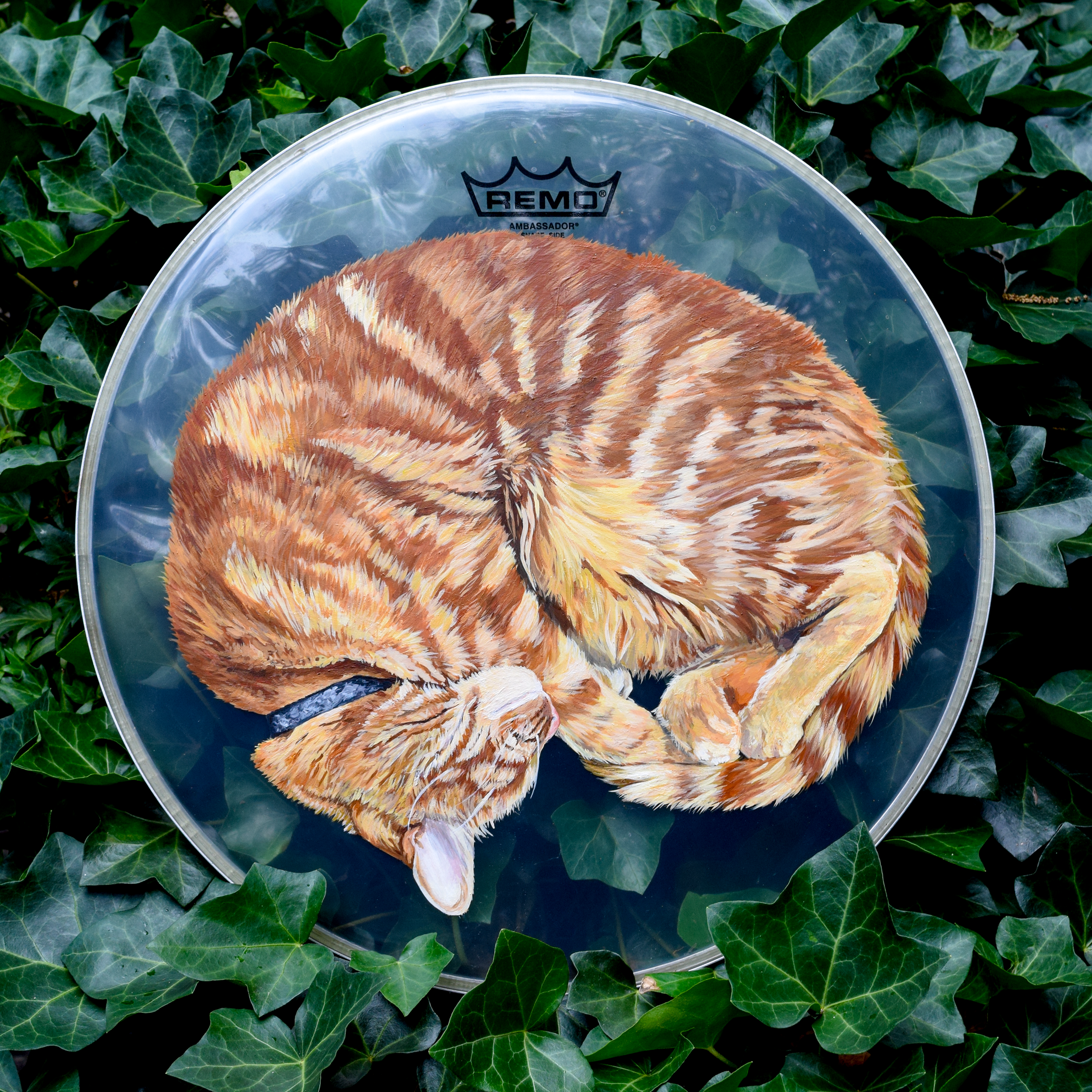catdrum_website_icon.png