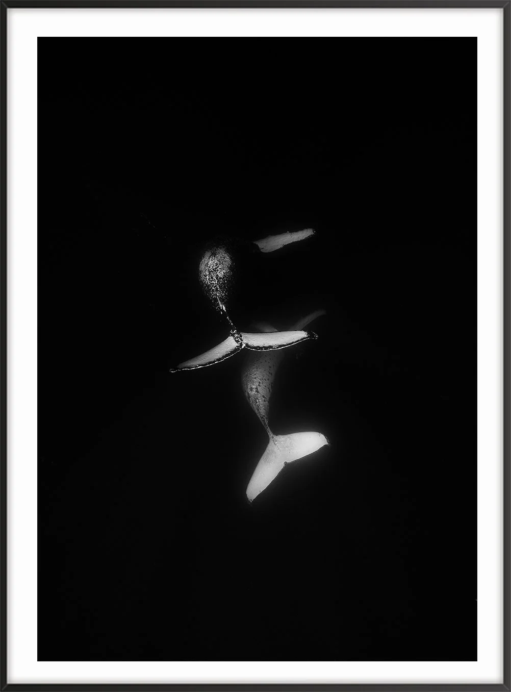 Frame_Vertical_DeepWhale copy.jpg