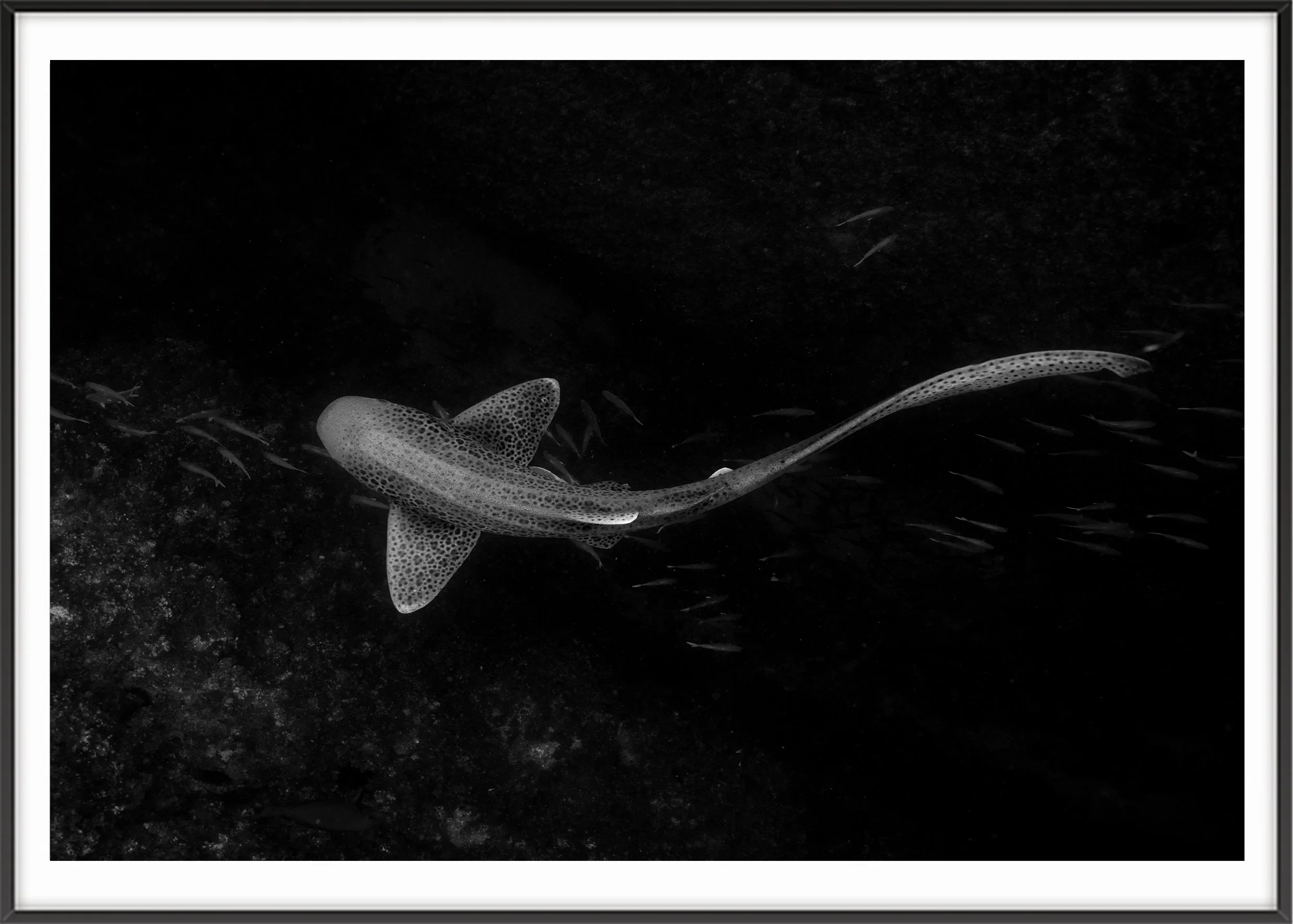 Frame_Horizontal_Leopard copy.jpg