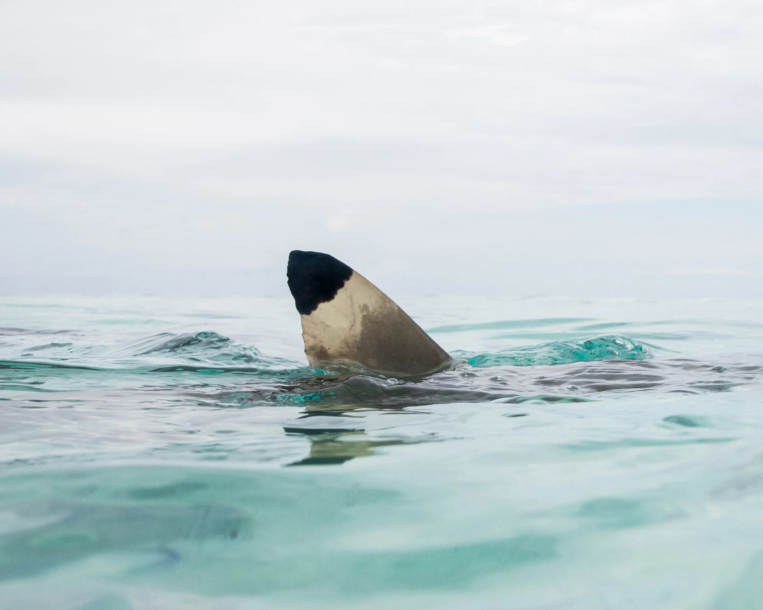 BLACKTIPS-10.jpg